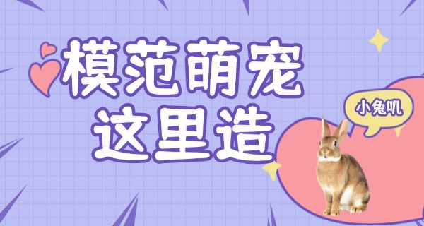 朝阳宠物学校一般几点上课-朝阳宠物学校上课时间